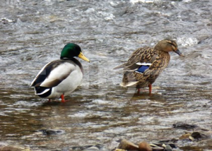 A couple of ducks, Exebridge